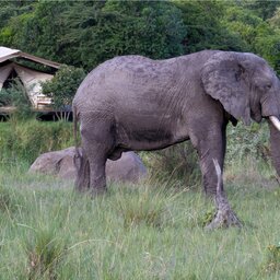 Kenia-Masai Mara-Hotel Karen Blixen Camp (27)