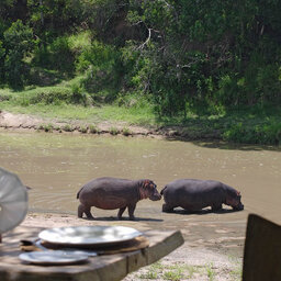 Kenia-Masai Mara-Main Naibor Camp-rhinos
