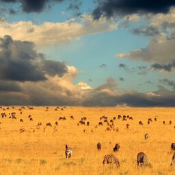 Kenia-Masai Mara NP-hoogtepunt (1)