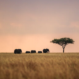 Kenia-Masai Mara-olifanten bij zonsondergang