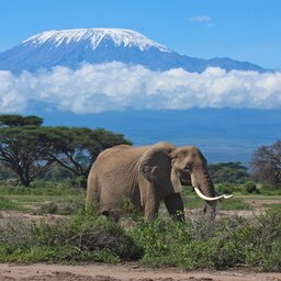 Kenia-Mount Kenya-hoogtepunt-olifant