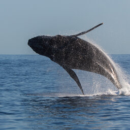 La-Reunion-westkust-excursie-cruise-walvis-CREDIT-IRT-lionel-ghighi