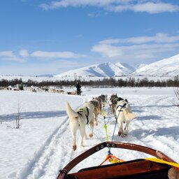 Lapland - Husky - Safari - Sneeuw (1)