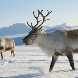 Lapland - Husky - Safari - Sneeuw (3)