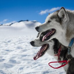 Lapland - Husky - Safari - Sneeuw (5)