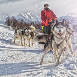 Lapland - husky slee (2)