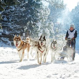 Lapland - husky slee