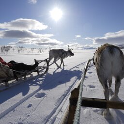 Lapland - Rendier - slee - sneeuw  (1)