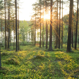 Lapland-Zweden-Harads-Loggers-Lodge-omgeving-zomer