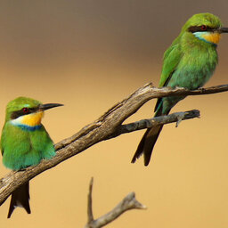 Little Bee-Eater