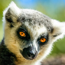 Madagascar-Hoogtepunt5-Lemuren Apen