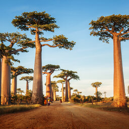 Madagaskar-algemeen-shutterstock_187374941