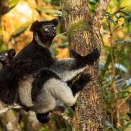 Madagaskar-algemeen-shutterstock_2248952145