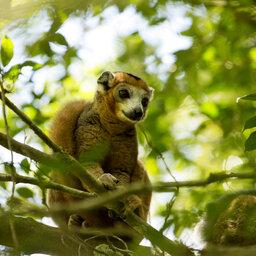 Madagaskar-ambergebergte-shutterstock_528341269