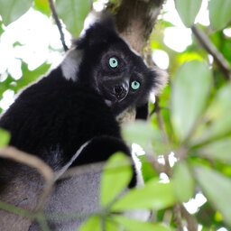 Madagaskar-Andasibe-shutterstock_690617230