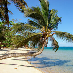 Madagaskar-nody-komba-shutterstock_2017356092