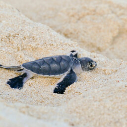Madagaskar-nosy-komba-shutterstock_1498906490