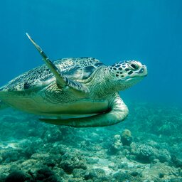 Madagaskar-nosy-komba-shutterstock_2415512861