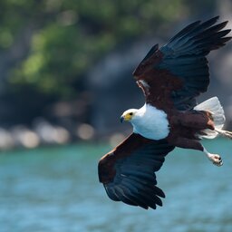 Malawi - African Fish Eagle