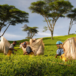 Malawi-Blantyre-Huntingdon House-plantage-1