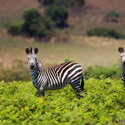 Malawi - Zebras - Nyika National Park