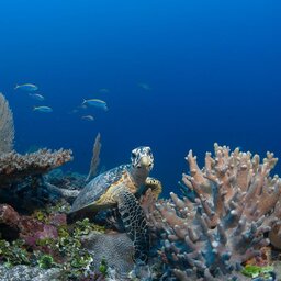 Malediven-Laamu-Atoll-Six-Senses-Laamu-onderwater-schildpad