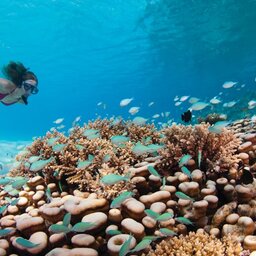 Malediven-Voavah-eiland-Four-Seasons-Baa-Atoll-snorkelen