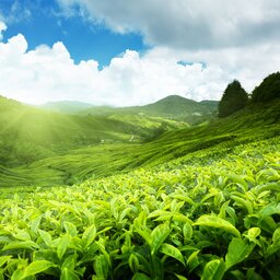 Maleisie-Cameron Highlands-hoogtepunt-groene vlakte