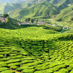 Maleisie-Cameron Highlands-hoogtepunt-groene vlakte2