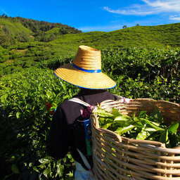 Maleisie-Cameron Highlands-hoogtepunt-theeplukker