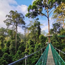 Maleisië-Danum-Vallei-Borneo-Rainforest-Lodge-canopy