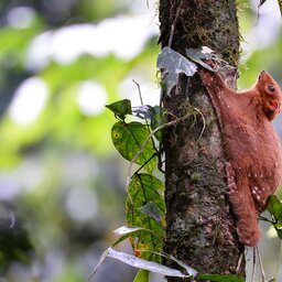 Maleisië-Danum-Vallei-Borneo-Rainforest-Lodge-eekhoorn