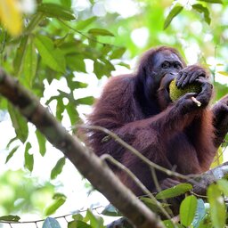 Maleisië-Danum-Vallei-Borneo-Rainforest-Lodge-orang-oetan-2