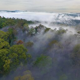 Maleisië-Danum-Vallei-Borneo-Rainforest-Lodge-regenwoud