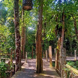 Maleisië-Kinabatangan-River-Sukau-Rainforest-Lodge-jungle