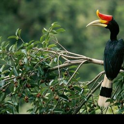 Maleisië-Royal-Belum-State-Park-neushoornvogel