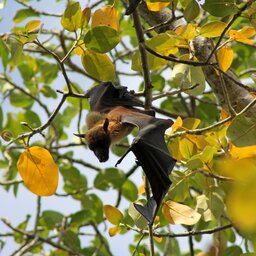 Mauritius-algemeen-Black River Gorges National Park (3)