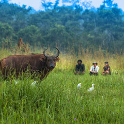mboko-camp-buffel