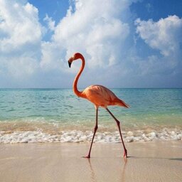 Mexico-Yucatan-Isla-Holbox-Algemeen-Isla-Holbox-flamingo