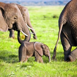 mini_Kenia-Amboseli-olifanten
