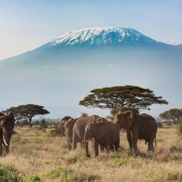 mini_Kenia-Amboseli-olifanten en Kilimanjaro
