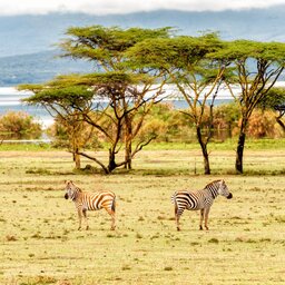 mini_Kenia-Lake Naivasha-zebras