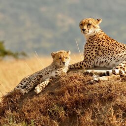 mini_Kenia-Masai Mara-cheeta koppel