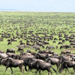 mini_Kenia-Masai Mara-great migration