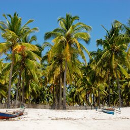 Mozambique-algemeen-strand met palmbomen