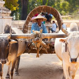 Myanmar-Mingun-hoogtepunt-ossenkar (2)