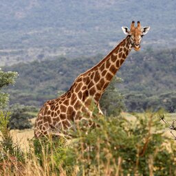 Namibië-algemeen-giraf