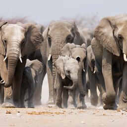 Namibië-algemeen-groep olifanten