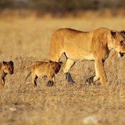 Namibië-algemeen-mama leeuw met welpjes