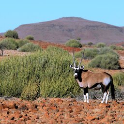 Namibië-algemeen-orynx 1